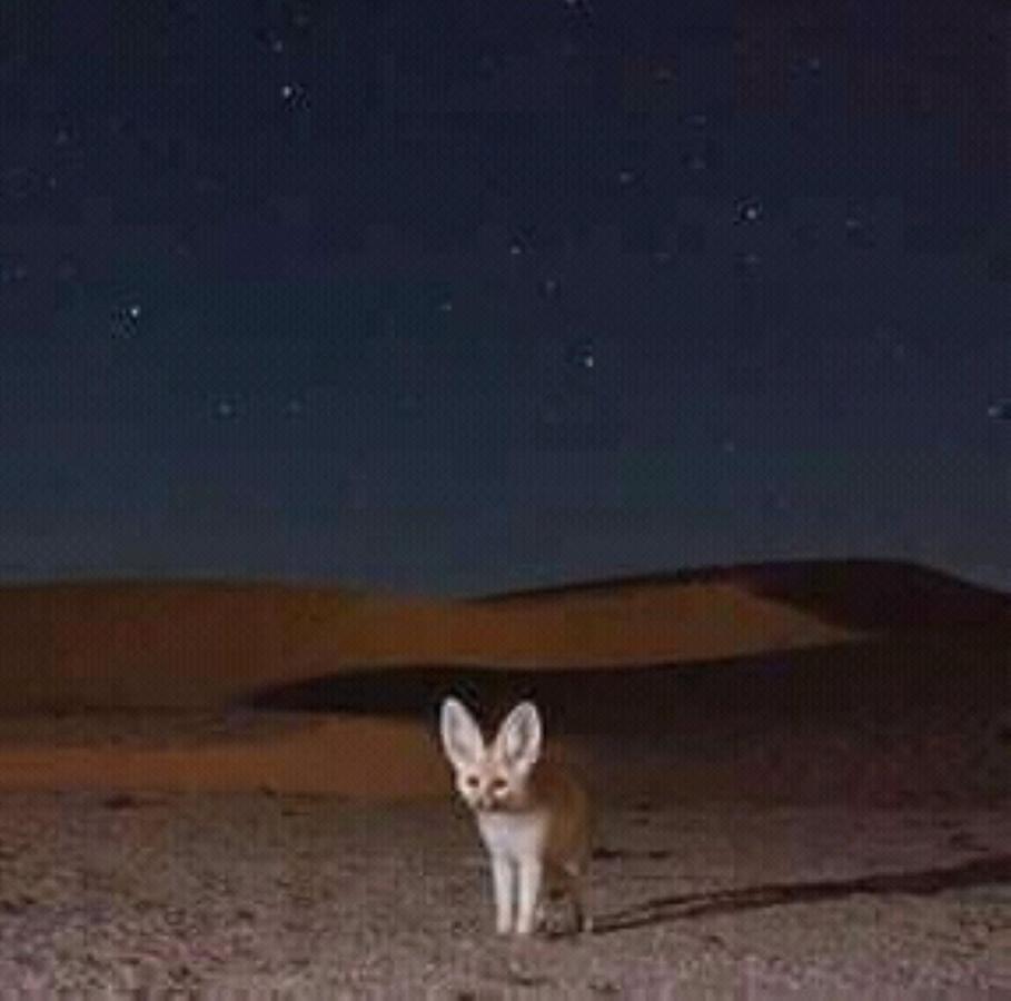 Restcamp Ergchebbi Otel Merzouga Dış mekan fotoğraf