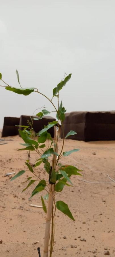 Restcamp Ergchebbi Otel Merzouga Dış mekan fotoğraf