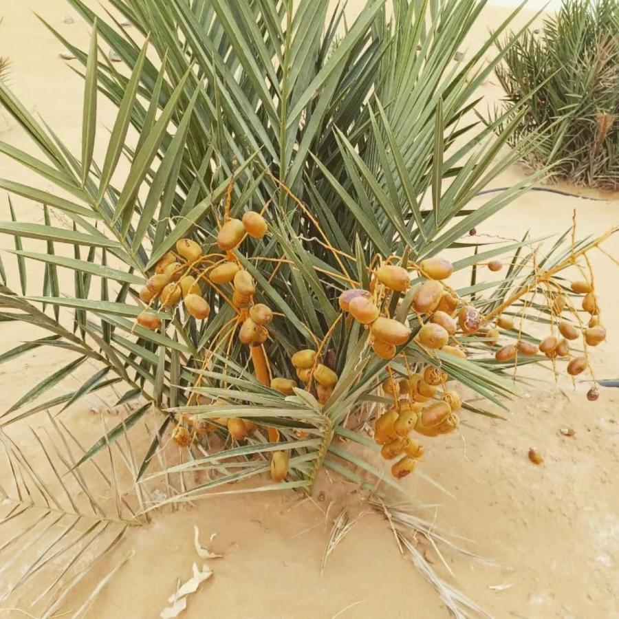 Restcamp Ergchebbi Otel Merzouga Dış mekan fotoğraf